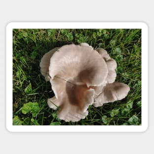 Funghi Sticker